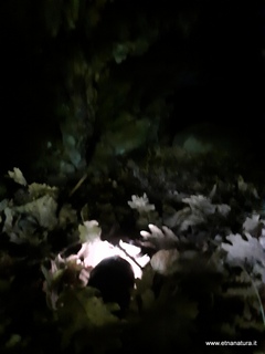 Grotta Pietrabuca